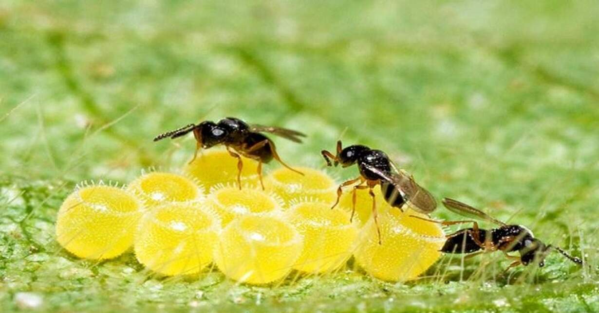 Curso Gr Tis De Controle Biol Gico E Manejo De Pragas Na Agricultura Sustent Vel