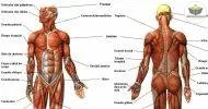 Cursos de Noções Básicas à Anatomia dos Sistemas