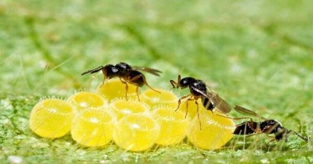 CURSO DE CONTROLE BIOLÓGICO E MANEJO DE PRAGAS NA AGRICULTURA SUSTENTÁVEL